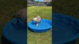 Puppy's First Dip: A Hilarious Encounter with the Kiddie Pool!#puppylove #kiddiepool