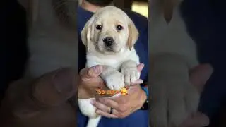 so cute 🥰 #amazing #love #hindisong #trending #cute #lifeisbutadream #indiansong #pets