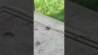 Huge Horse Fly 🪰 #shorts