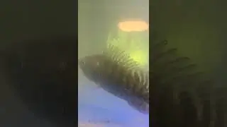 ikan mujair yang kuat di air yang keruh