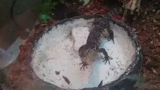 Варан уплетает саранчу [Varanus salvator]