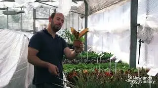 New Range of House Plants - Newlands Nursery