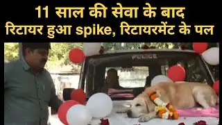 Nashik police sniffer dog SPIKE retire today | his farewell celebration