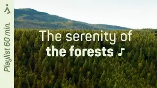 Forest Harmony 🎵 Music to Meditate and Relax: Playlist 60 min.