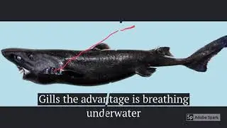 Ninja Lantern Shark