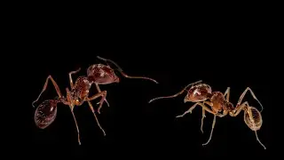 Ants no sound - Macro Ant Video - Ants eating fruit and other bugs