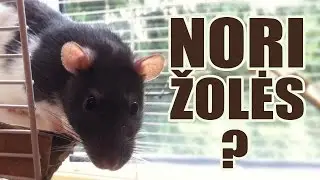 Nori Žolės ?