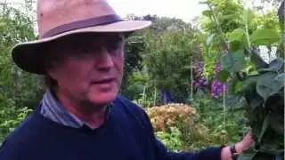 Summer pruning of apples