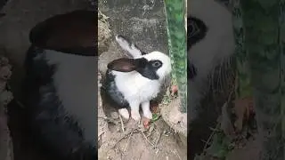 #chikumiku #mycuterabbit #petbunny #cute #petrabbit #funny #pet #bunny #rabbit #love  2026