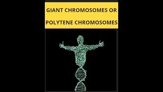 Giant chromosomes or polytene chromosome