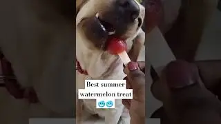 My dog's best summer treat #watermelon 🍉#ice #summerice #summertime #dog #daisydog #i#healthyfood