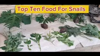Top Ten Food To Give Snails To Make Them Grow Faster And Stay Healthy