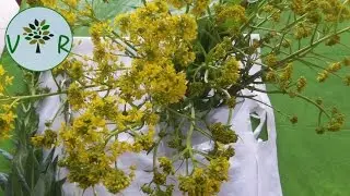 Plantes comestibles - &Eacute;pisode 4 | Pastel des teinturiers (Isatis tinctoria)