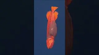 Вы когда-нибудь слышали о КИТОВОЙ РЫБЕ? 🐋🐟?😱#шорты #глубоководье