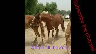 Zula Wala (Zuly Wala) Best Breeder Horse In Pakistan Top Breeder Ghora in Pakistan (LATE) Mastana BL