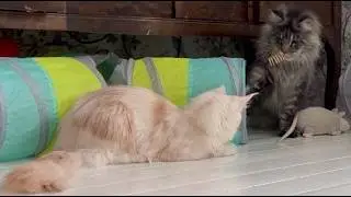 Maine coon Cats Playing With Catnip Toys And Cozy Couch Cuddles