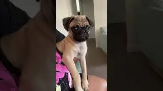 Happy International Pug Day 🫶🏻❤️💐 10/15/2025