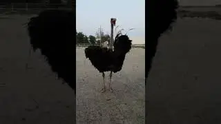 Ostrich Crying