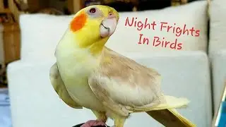 EXPLANATION OF NIGHT FRIGHTS IN BIRDS ESPECIALLY COCKATIELS