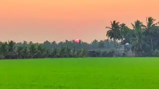 Beautiful Village Morning || Village Morning Sound || Beautiful Nature Scenes ||Amazing Nature Scene