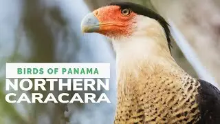 Northern Caracara: Size, Wingspan & Diet of This Adaptable and Widespread Raptor