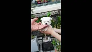 The smallest maltese in the world big eyes mini maltese videos - Teacup puppies KimsKennelUS