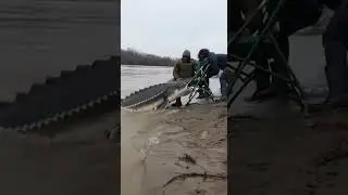 Muddy River Nightmare&mdash;Giant Sturgeon Attacks at the Bank 🐟😨