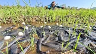 Amazingly, a female farmer caught a lot of fish and collected eggs in the rice fields.