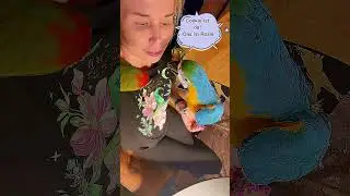#macaw #macaws #parrots #parrot #bird #birds #birb #love #petlover #animal #kiss