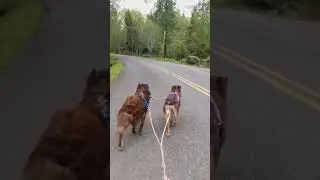 Working on passing people. #australianshepherd #bikejoring