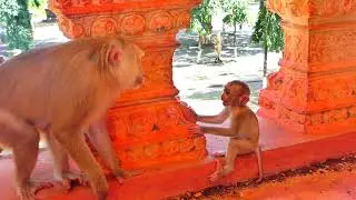Little Monkey SADA feels sad and cries loudly