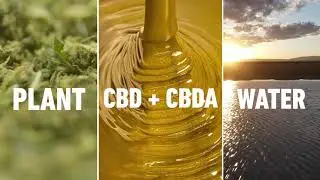 The Creation of Embodygreen CBD + CBDA