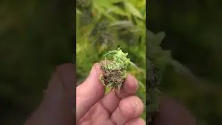 Identifying and preventing mold on your cannabis