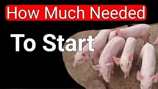 How Much Can I Have to Start A Pig Farming Business in Nigeria