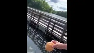 Feeding turtles with hamburger bun 🍔