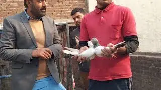 گجرانوالہ سے استاد بلال کے تاؤبند جوڑوں کا شو کریں فروز پوری میاں نظیر والے گولڈن اور ٹیڈی کبوتر 