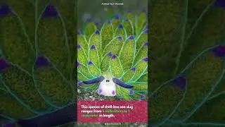 Leaf Sheep Sea Slug | The adorable Photosynthesizing Sea Slug #shorts