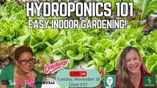Hydroponics 101: Easy Indoor Gardening for Any Home!