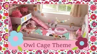 Owl Guinea Pig Cage Tour
