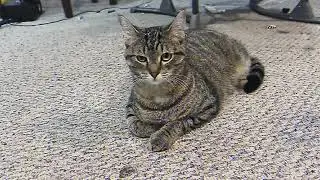 EVIL CAT