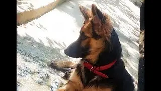 Mr. Bruno | How To Train a German Shepherd To Jump And Catch