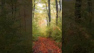 Woodland photography in fall is incredible #photography #photooftheday #photoediting #photo #camera