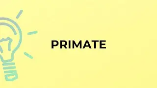 What is the meaning of the word PRIMATE?