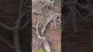How to create full flowering Wisterias