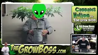 TOP-3 Growers- Grow Boss interview with soilife420, what winning looks like