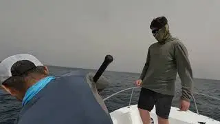 Bluefin Tuna Hookup on popper
