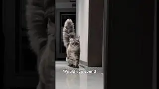 Top 5 Most Expensive Cats in the World 💰🐱 | You Won&rsquo;t Believe #1! #cat #shortsfeed #fyp #expensive