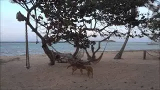 Marco - JT PRO Kitesurfing Center ( Union Island )