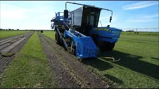 CitraBlue St. Augustinegrass sod harvest