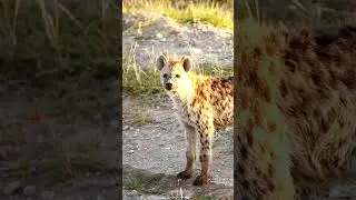 World Animal Day 2025 - A Celebration Of The Species You Can See When Volunteering In Africa